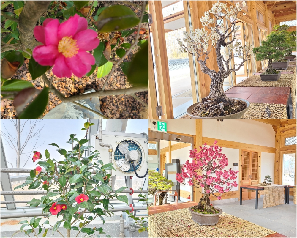 수목원 분재원에는 매화가 희귀식물원에는 동백꽃이 피어 봄을 재촉했다.