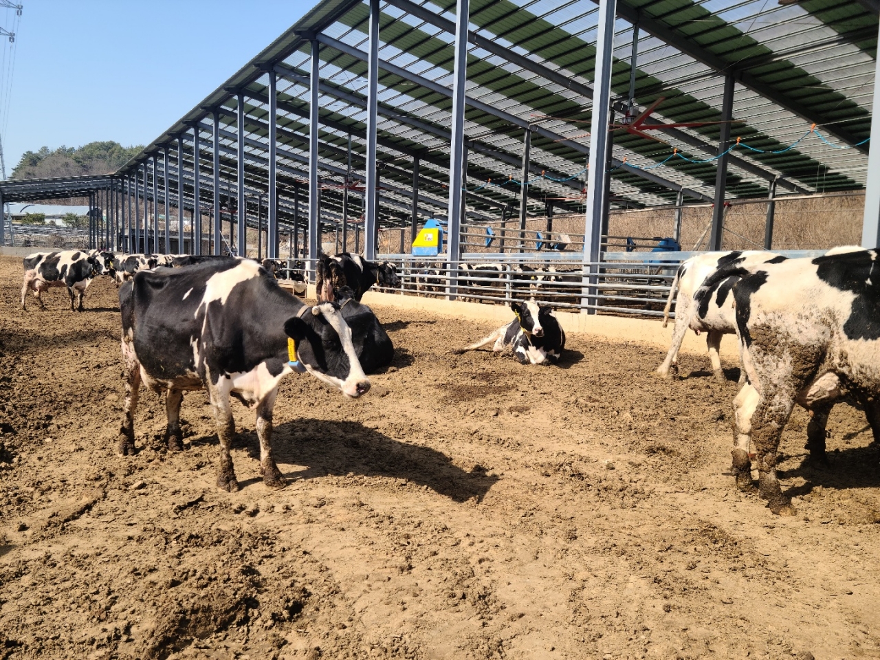 동물복지 농장에서 여유롭게 사육되는 젖소들(사진=세종시)