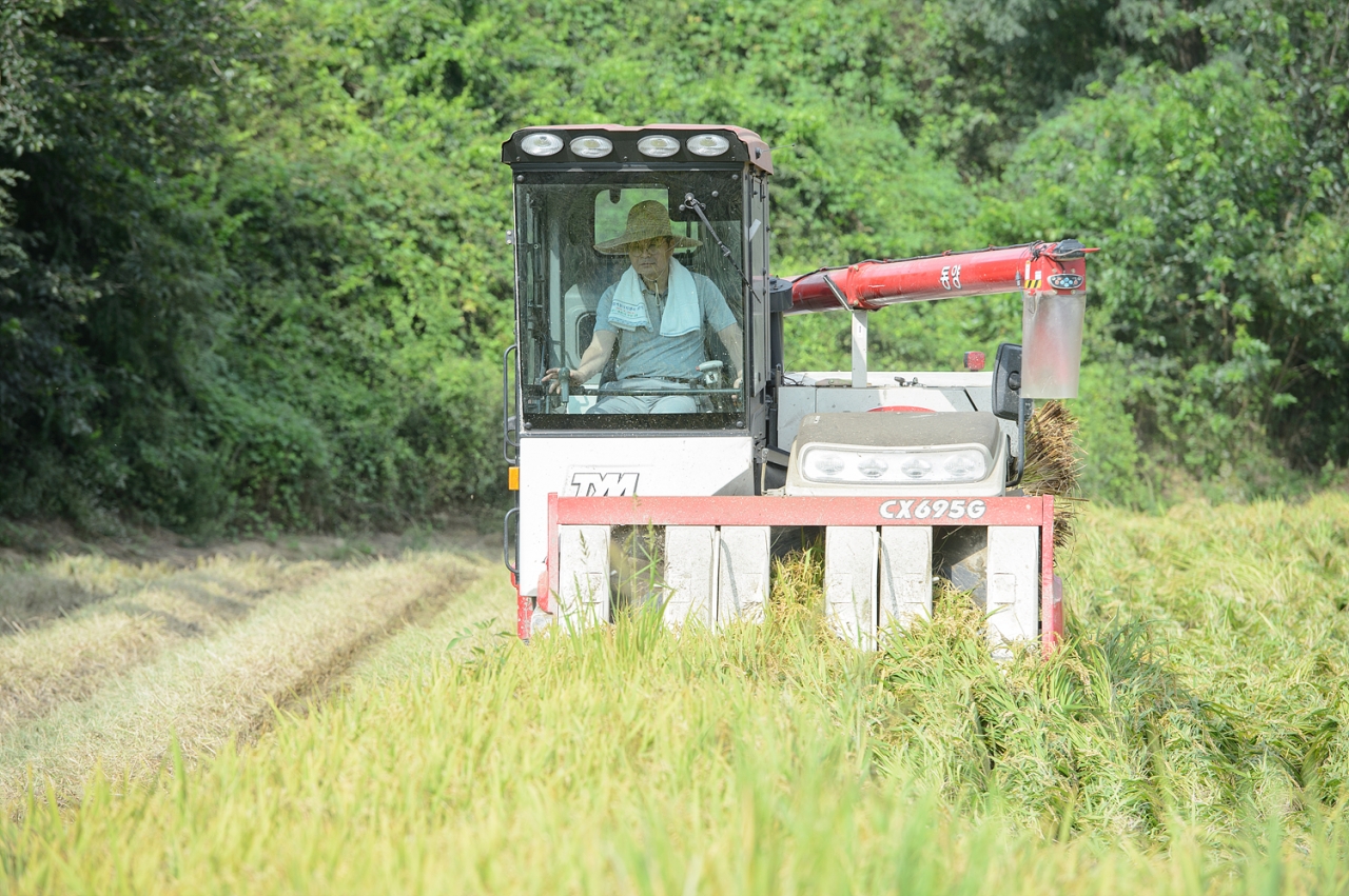 이춘희 시장이 지난 8월 31일 연동면 응암리 김은기 씨 논에서 벼를 수확하고 있는 모습
