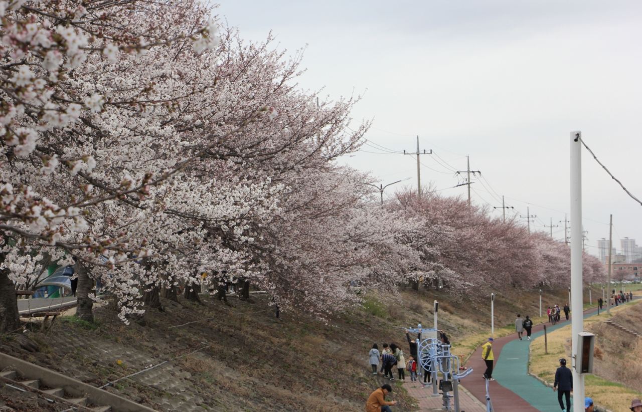 조치원읍 봄꽃축제 현장은 왕벚나무 수천여그루와 개나리꽃 등이 어우러지며 환상적인 분위기를 연출했다.