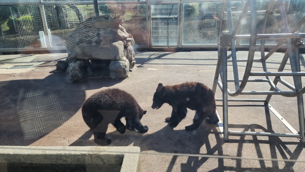 베어트리파크는 100여마리 반달곰과 불곰을 보고 잘 자란 나무를 감상할 수 있는 동물원과 수목원을 겸한 테마파크이다.(사진은 어린 곰들이 놀고 있는 모습)