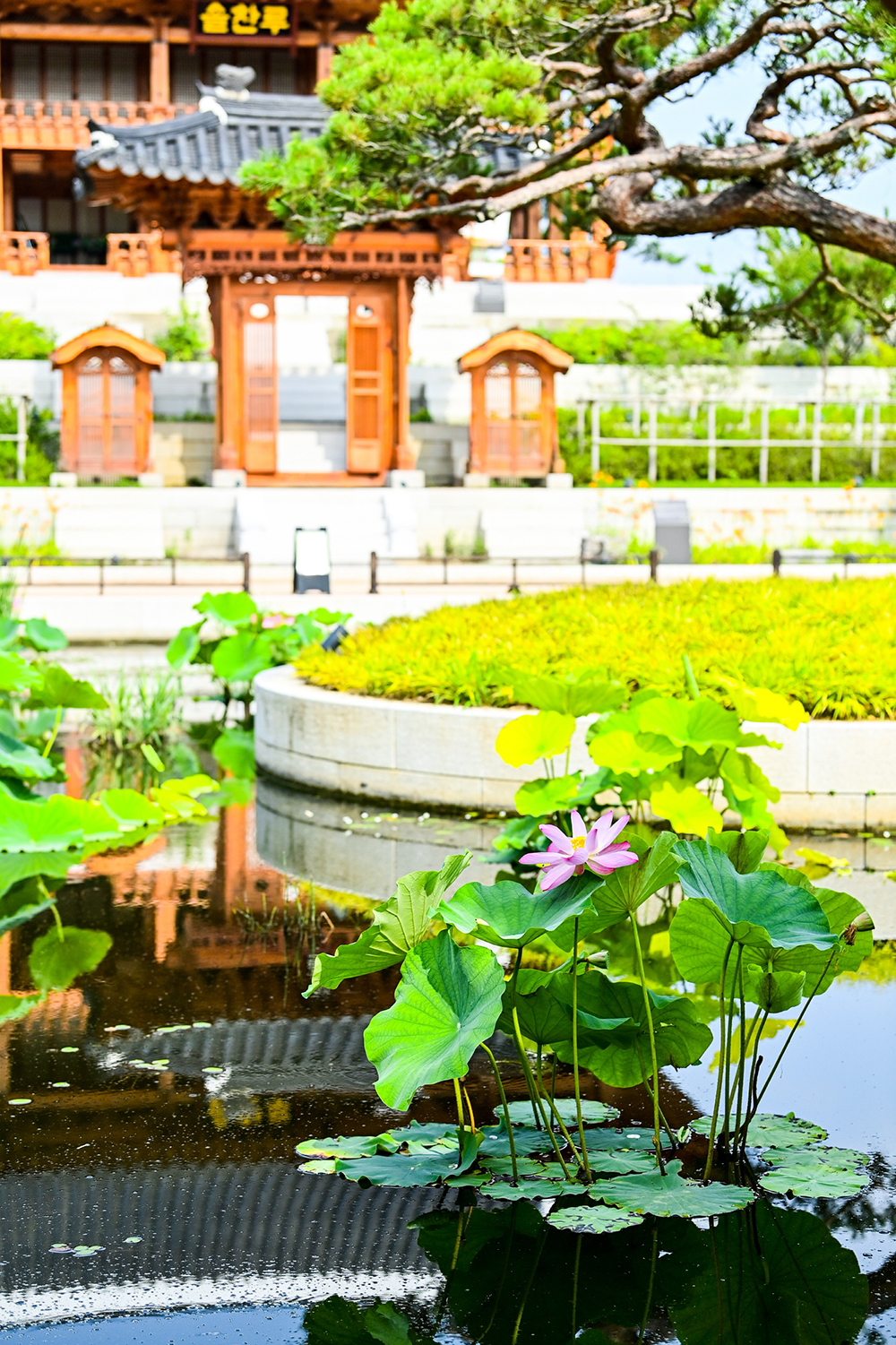 국립세종수목원 한국전통정원에 핀 아라홍련 (제공: 국립세종수목원)